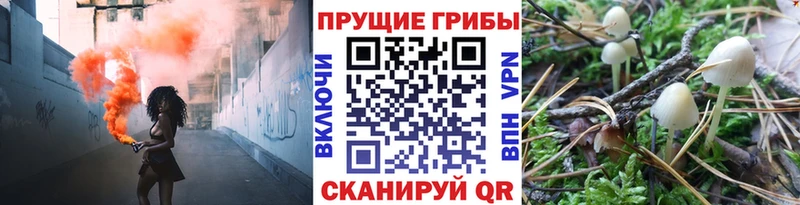 Псилоцибиновые грибы Psilocybe  Ахтырский 